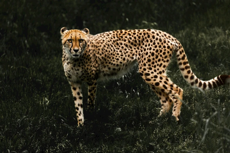 a cheetah walking across a lush green field, pexels contest winner, hyperrealism, on a dark background, mixed animal, exotic, 2022 photograph