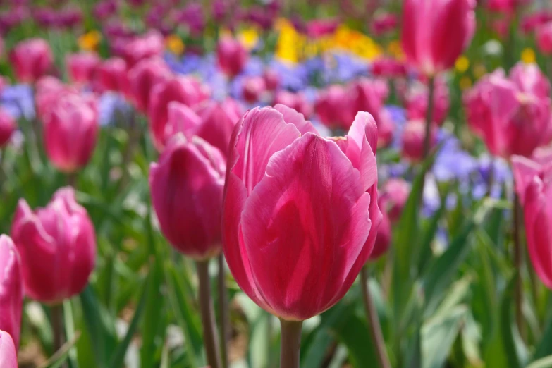 a field of pink tulips with blue and yellow flowers in the background, an album cover, by Tom Bonson, flickr, closeup - view, rich deep pink, emerald, glazed