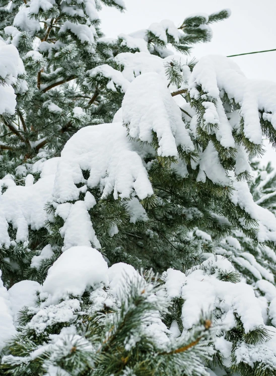 a man flying through the air while riding a snowboard, evergreen branches, slide show, covered!, cold as ice! 🧊