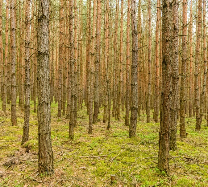 a forest filled with lots of tall trees, by Jacob Kainen, unsplash, renaissance, ((trees)), stereogram, maritime pine, sparsely populated