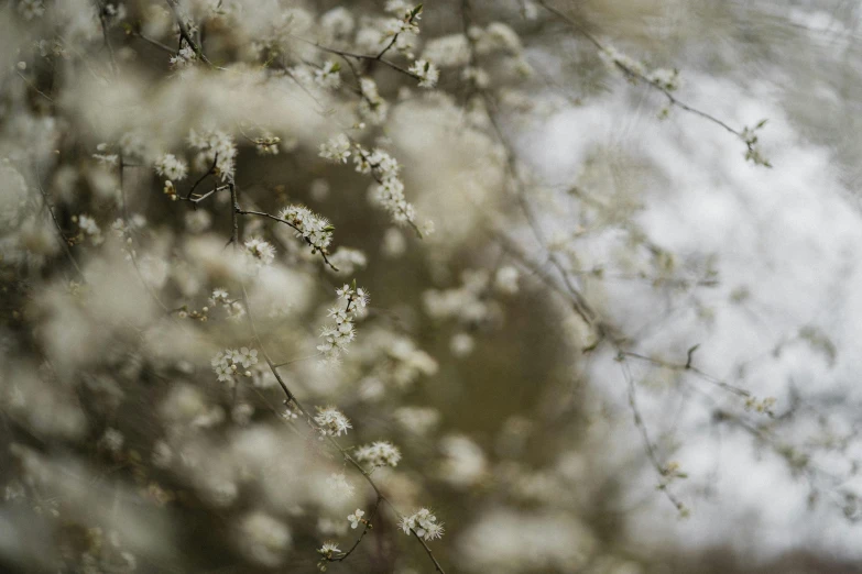 a bunch of white flowers sitting on top of a tree, unsplash, tonalism, willows, pierre pellegrini and ash thorp, swirling gardens, hasselblad film bokeh