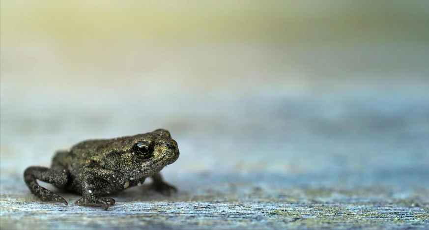 a frog that is sitting on the ground, an album cover, unsplash, photorealism, smooth tiny details, ignant, close - up profile, ultrasharp focus