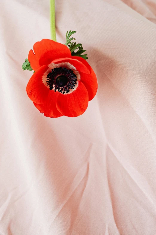 a single red flower sitting on top of a white sheet, anemones, flowing salmon-colored silk, flat lay, modeled