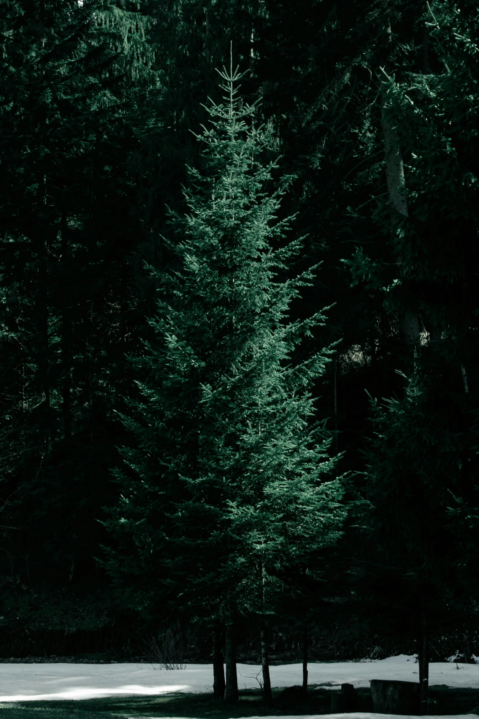 a red fire hydrant sitting on the side of a road, an album cover, inspired by Elsa Bleda, lush evergreen forest, ( ( dark green, alessio albi, single pine