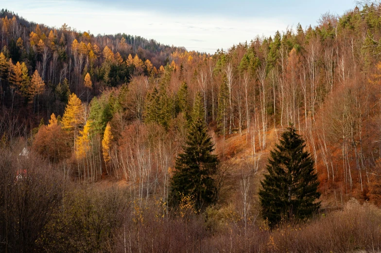 a herd of sheep grazing on top of a lush green hillside, by Werner Gutzeit, pexels contest winner, in an evening autumn forest, gray and orange colours, trip to legnica, panoramic