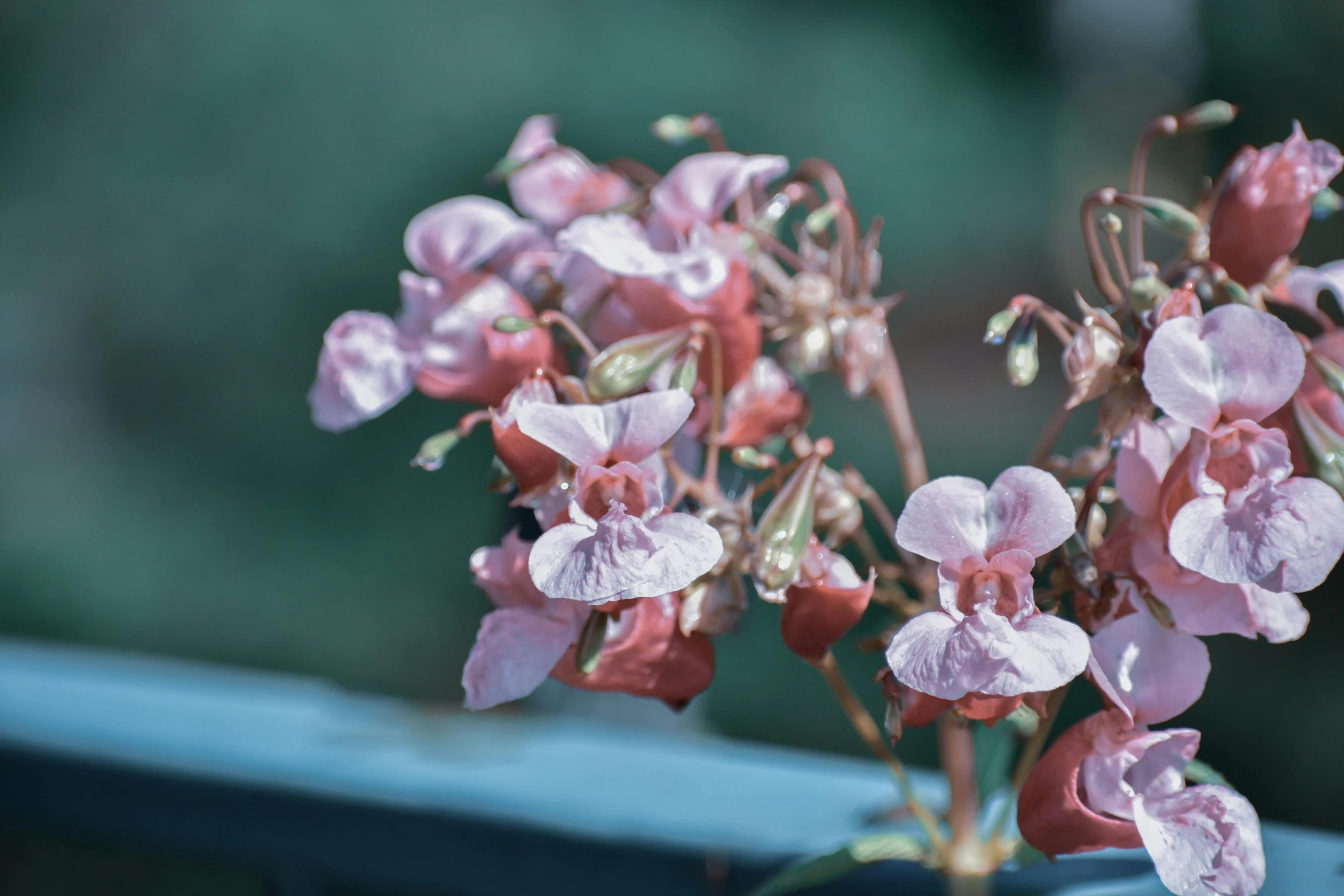 a close up of a flower in a vase, by Rachel Reckitt, unsplash, brown and pink color scheme, lobelia, moth orchids, beautiful weather