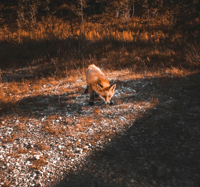 a fox that is standing in the dirt, an album cover, pexels contest winner, lo fi, harsh sunlight, fall season, drone photo