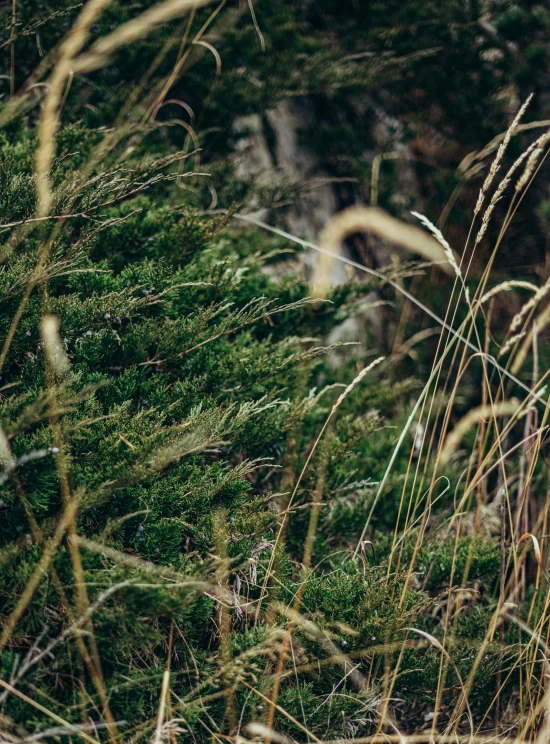 a red fire hydrant sitting on top of a lush green field, by Adam Marczyński, trending on unsplash, wild forest!!! vegetation!!!, rocky grass field, some zoomed in shots, maritime pine