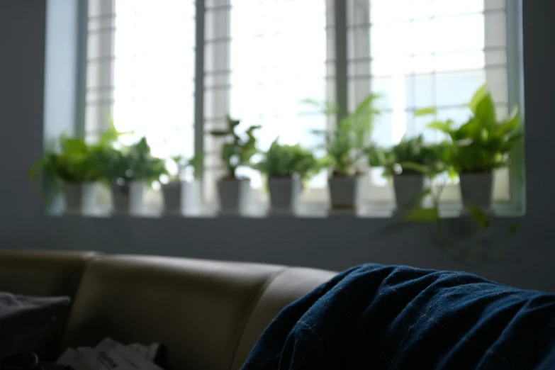 a couch sitting in front of a window filled with potted plants, a picture, unsplash, hurufiyya, person in foreground, taken in the late 2010s, close - up photograph, sprawled out