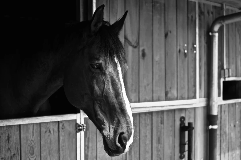 a black and white photo of a horse in a stable, pexels contest winner, looking outside, today\'s featured photograph 4k, portrait of tall, a wooden