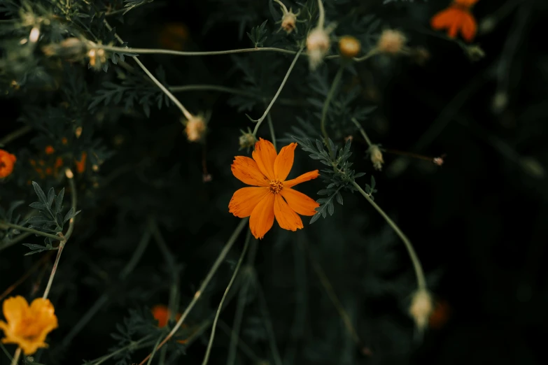 an orange flower sitting on top of a lush green field, inspired by Elsa Bleda, pexels contest winner, on a dark background, high quality screenshot, vine and plants and flowers, miniature cosmos