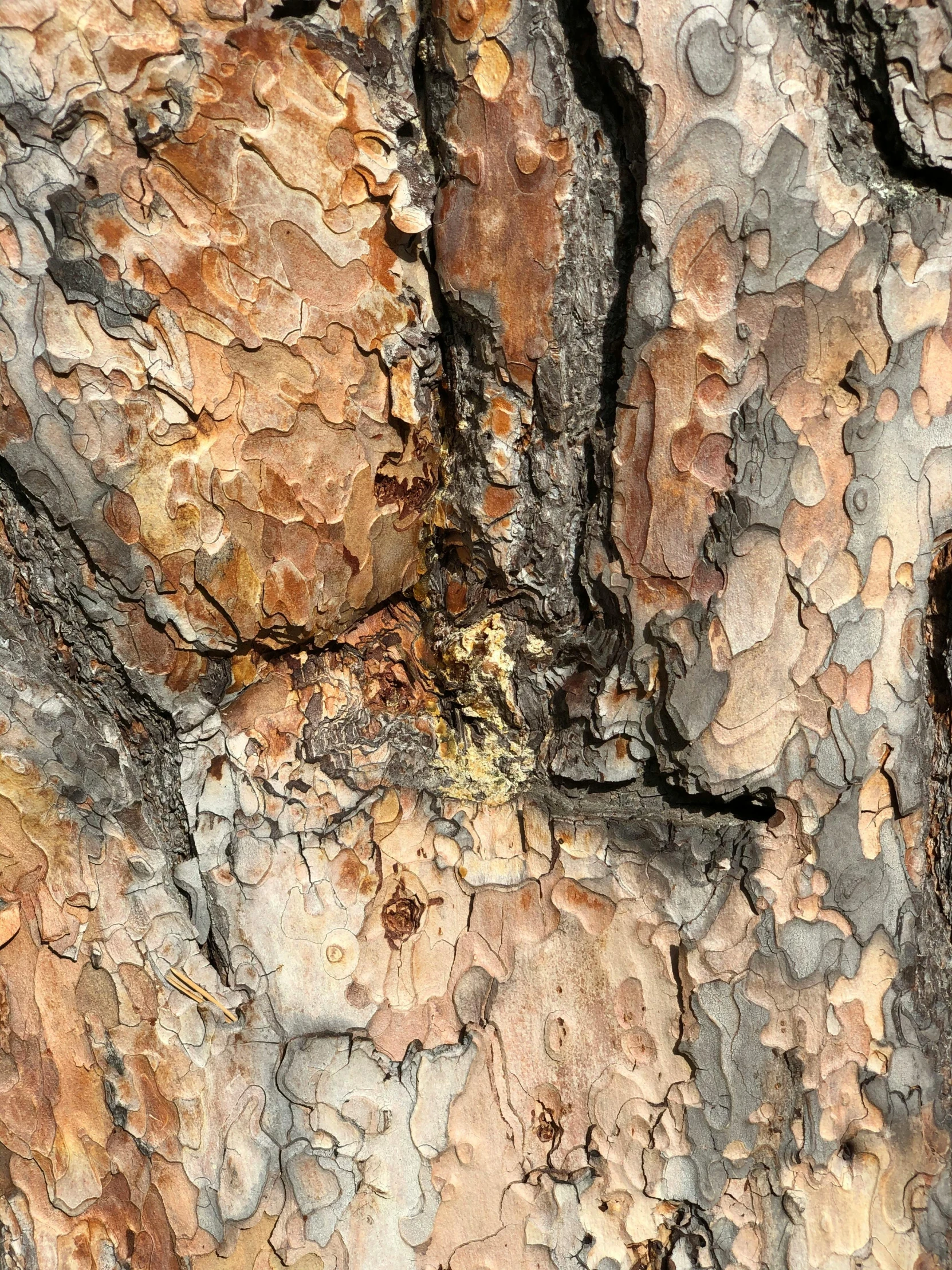 a close up of the bark of a tree, a detailed painting, by Linda Sutton, unsplash, ((trees)), pine, circuitry. 8k 3d geology, desert camouflage