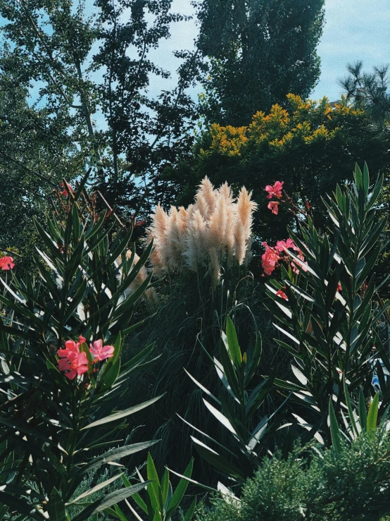 a bunch of pink flowers sitting on top of a lush green field, a picture, unsplash, aestheticism, with palm trees in the back, overgrown garden, slightly tanned, in avila pinewood