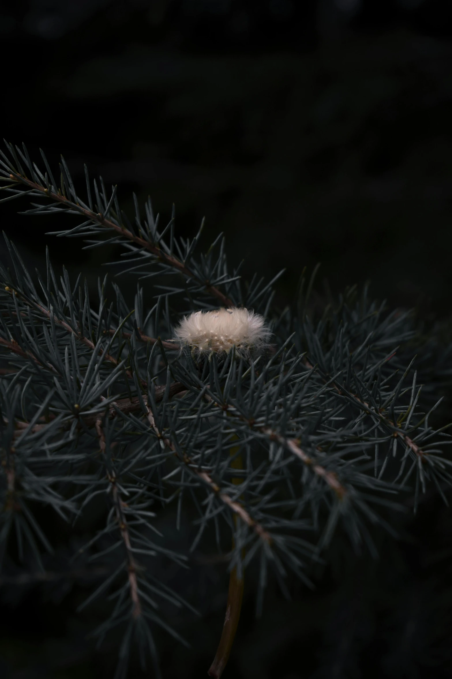 a white feather sitting on top of a pine tree, by Attila Meszlenyi, photography at night, puffballs, medium format. soft light, alessio albi