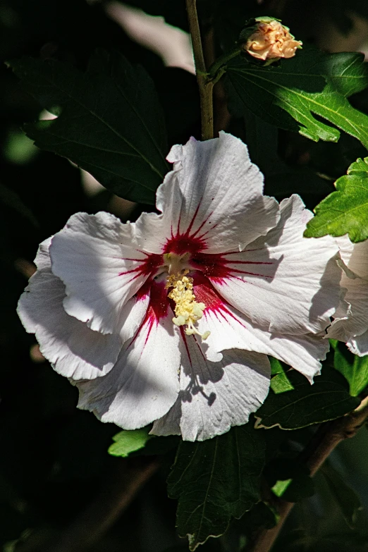 a close up of a flower on a tree, baroque hibiscus queen, large white border, soft grey and red natural light, spiky