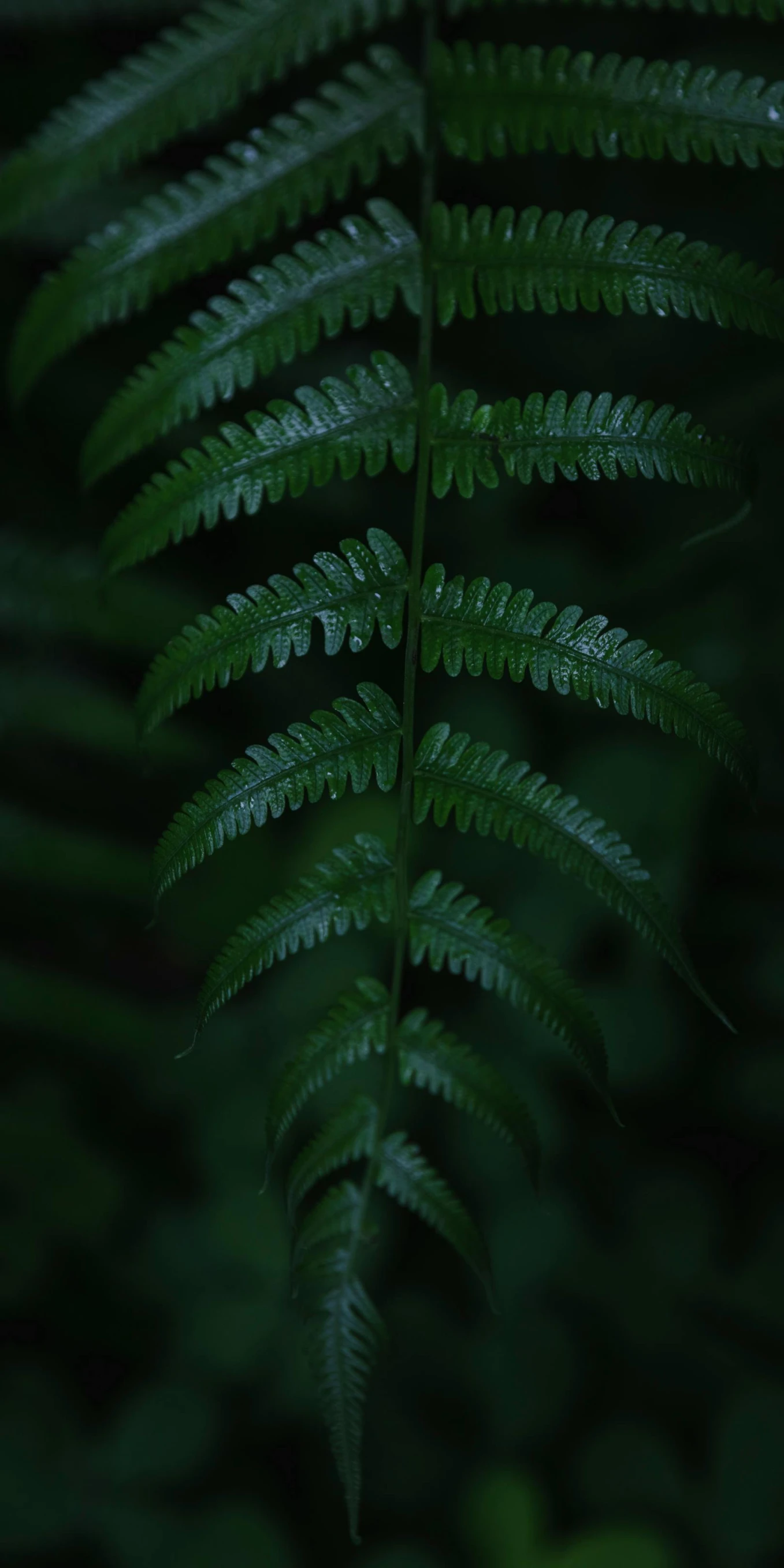 a close up of a fern leaf in the dark, an album cover, inspired by Elsa Bleda, trending on pexels, a tall, forested, video, 8k octan photo