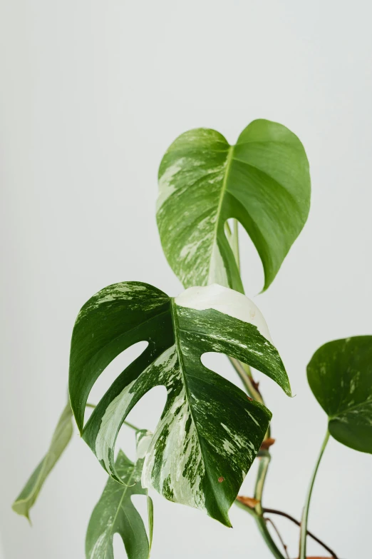 a close up of a plant in a vase, speckled, large wingspan, lush oasis, white neon wash