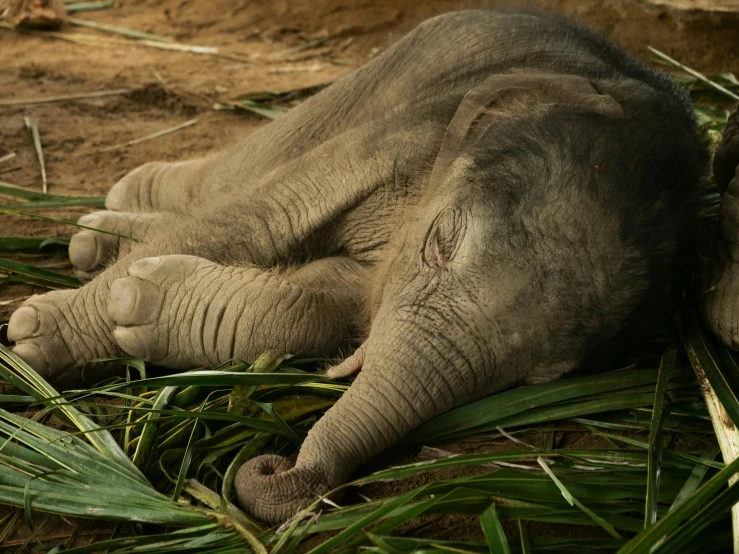 a baby elephant laying on top of a pile of grass, trending on unsplash, sumatraism, movie still of a tired, curled up under the covers, 2040, fan favorite