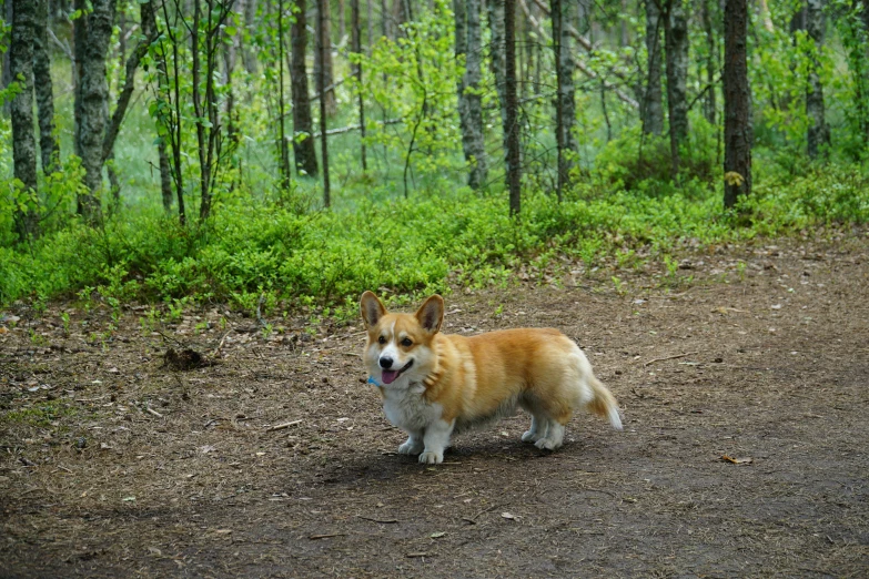 a dog that is standing in the dirt, by Jaakko Mattila, visual art, corgi, forest environment, camp, vacation photo