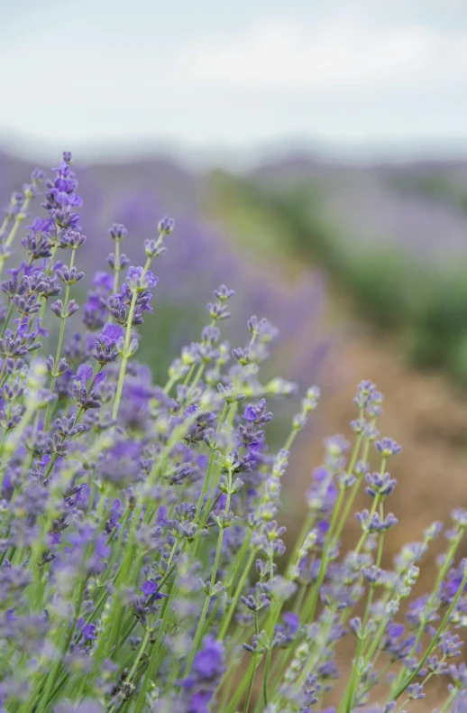 a field full of purple flowers next to a dirt road, lavender plants, up-close, grey, mint