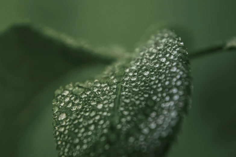 a close up of a leaf with water droplets on it, a macro photograph, inspired by Elsa Bleda, trending on pexels, photorealism, muted green, fine details 8k octane rendering, alessio albi, mint