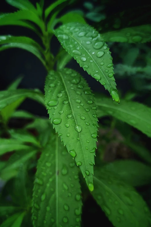 a green plant with water droplets on it, cannabis leaves, medium-shot, rain sensor, subtle detailing