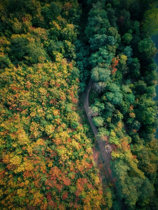 a river running through a lush green forest, by Adam Marczyński, color field, autumn! colors, drone photograpghy, 2 5 6 x 2 5 6 pixels, on forest path