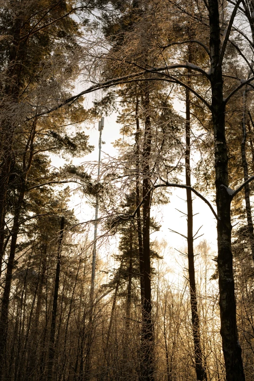 the sun is shining through the trees in the woods, inspired by Bruno Liljefors, unsplash, tonalism, intricate environment - n 9, grey, gold, landscape photo
