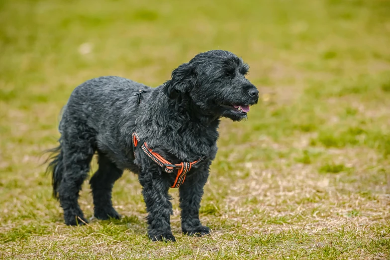 a black dog standing on top of a grass covered field, at a park, dark grey and orange colours, black harness, super detailed image