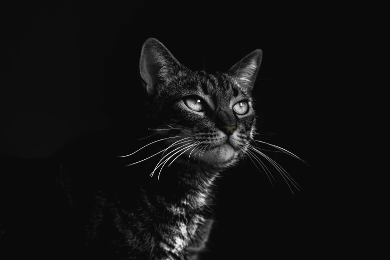 a black and white photo of a cat in the dark, a black and white photo, by Emma Andijewska, pexels, gleaming silver, high contrast 8k, portrait of tall, backlit ears