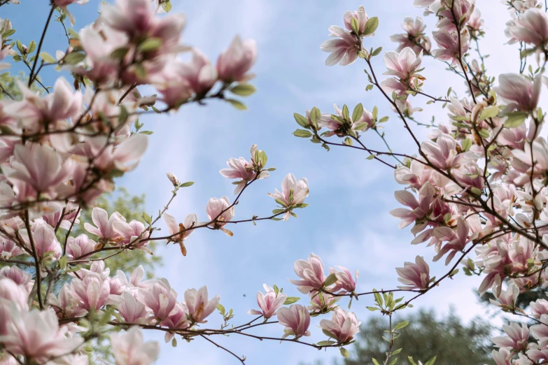 a bunch of flowers that are on a tree, by Carey Morris, unsplash, magnolia stems, light pink clouds, al fresco, on a sunny day