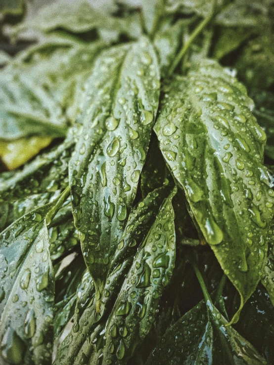 a bunch of leaves with water droplets on them, by Alejandro Obregón, unsplash, photorealism, 🍸🍋, low quality photo, it\'s name is greeny, herbs