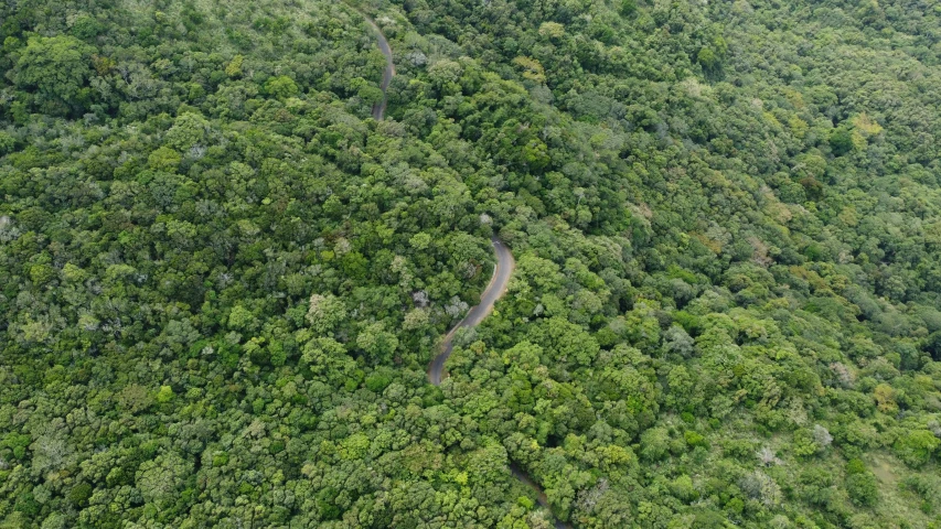 a road winding through a lush green forest, hurufiyya, ai biodiversity, helicopter view, tawa trees, múseca illil