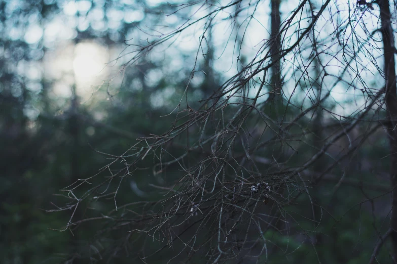 a fire hydrant sitting in the middle of a forest, inspired by Elsa Bleda, unsplash, naturalism, many thick dark knotted branches, zoomed in shots, evening at dusk, the spider thicket