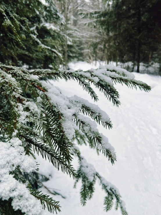 a close up of a pine tree in the snow