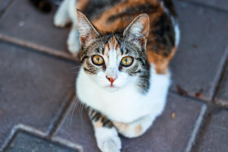 a close up of a cat sitting on a tile floor, on the sidewalk