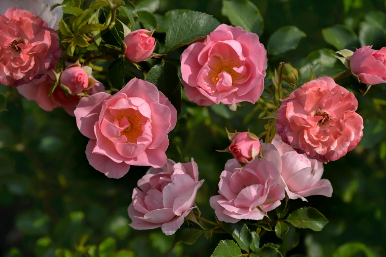 a close up of a bunch of pink roses, inspired by Annie Rose Laing, crown of mechanical peach roses, beautiful views, medium level shot, multicoloured