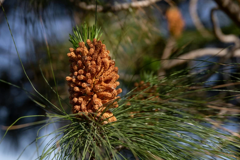 a close up of a pine cone on a tree, by David Garner, flickr, wild ginger hair, coxcomb, buds, tall pine trees