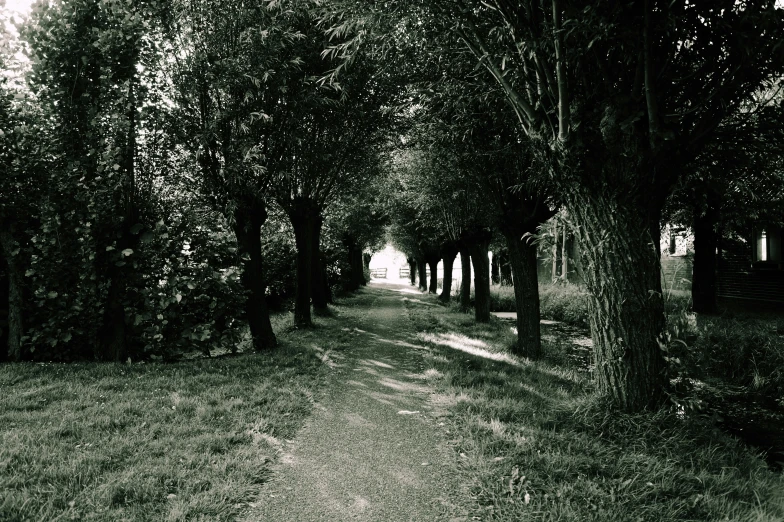 a black and white photo of a tree lined path, inspired by Willem de Poorter, unsplash, renaissance, ilustration, green alleys, countryside, willows