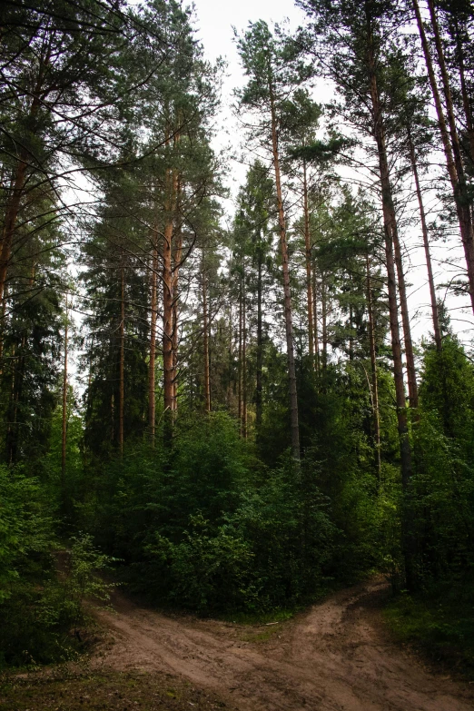 a dirt road in the middle of a forest, inspired by Ivan Shishkin, hurufiyya, trees!!, espoo, towering high up over your view, forest picnic