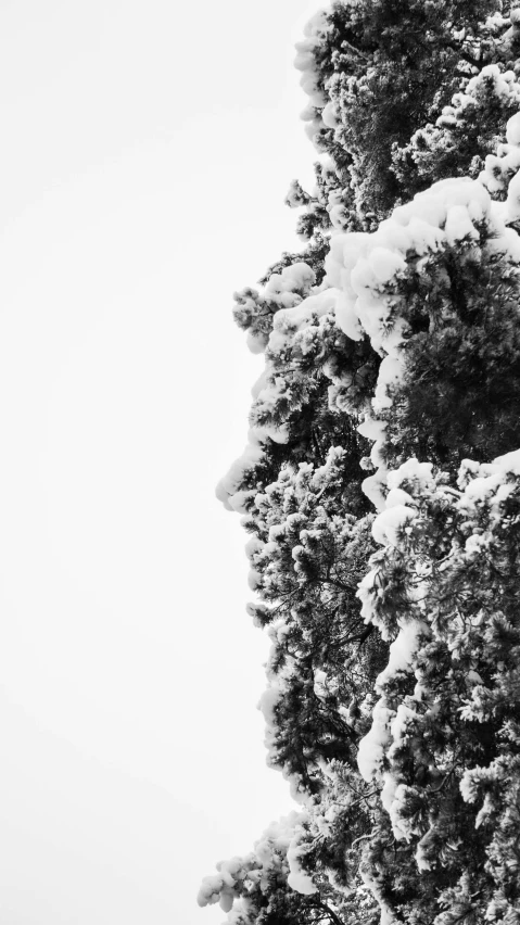 a black and white photo of a snow covered tree, vorticism, half human face, crystalline rock, bust, pine