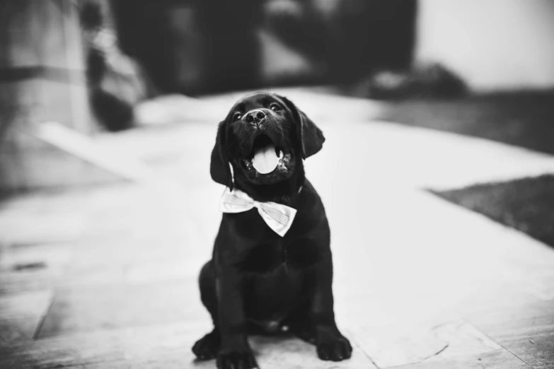 a black dog with a bow tie sitting on a sidewalk, a black and white photo, by Emma Andijewska, pexels contest winner, wedding, puppies, labrador, extremely happy