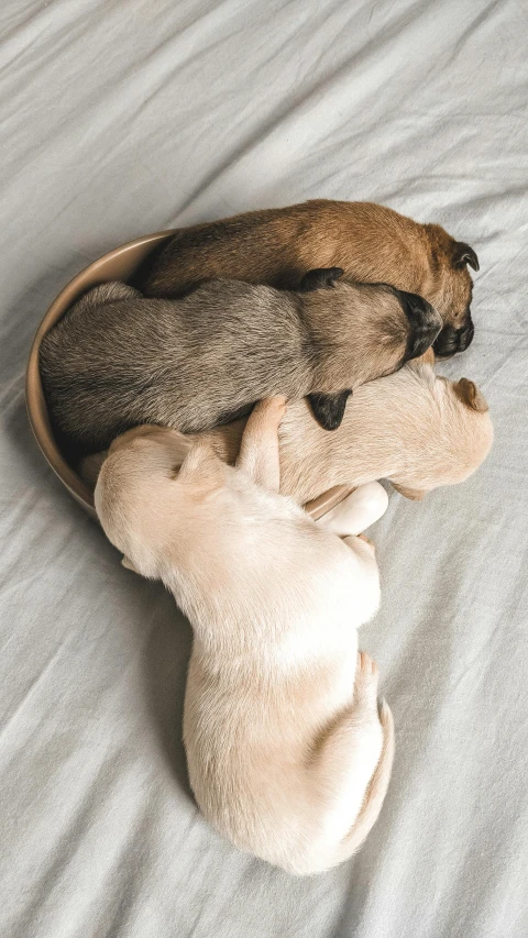 a couple of puppies laying next to each other on a bed, by Nina Hamnett, pexels contest winner, renaissance, bowl, beige, gif, stacked