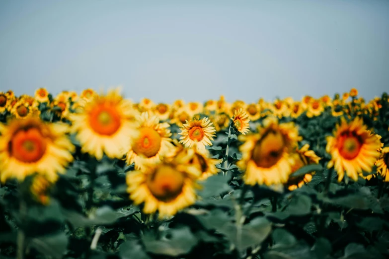 a field of sunflowers with a blue sky in the background, trending on unsplash, bed of flowers on floor, high quality product image”, shot on kodak ektar, australian wildflowers