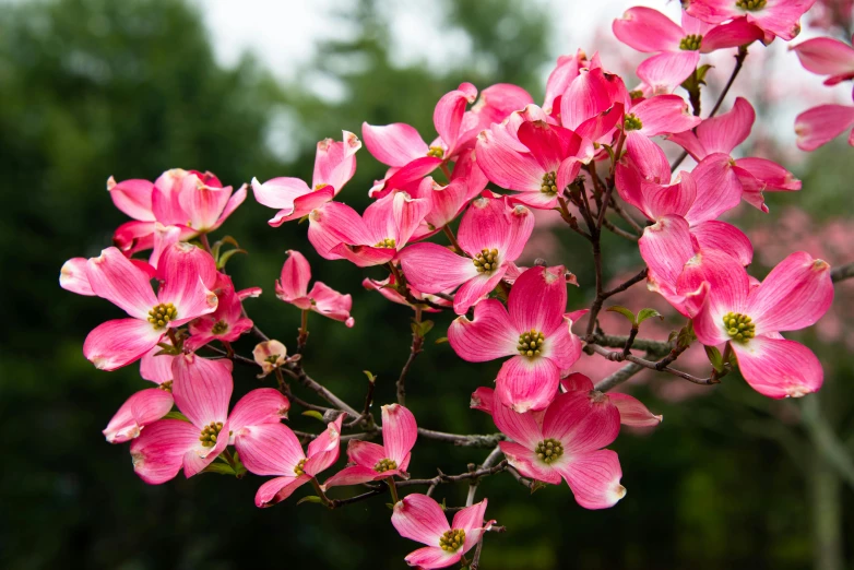 a close up of a pink flower on a tree, flame shrubs, full of colour, draped in fleshy green and pink, long petals