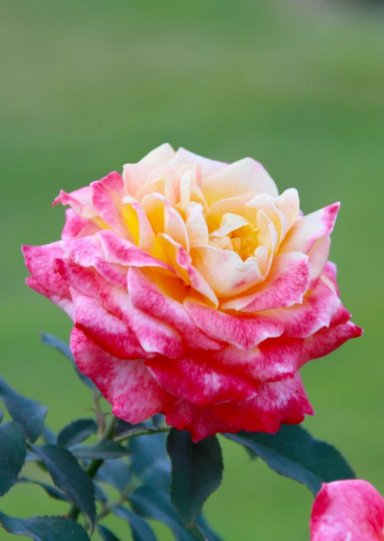 a pink and yellow rose sitting on top of a lush green field, highly polished, persian queen, glazed, myrtle