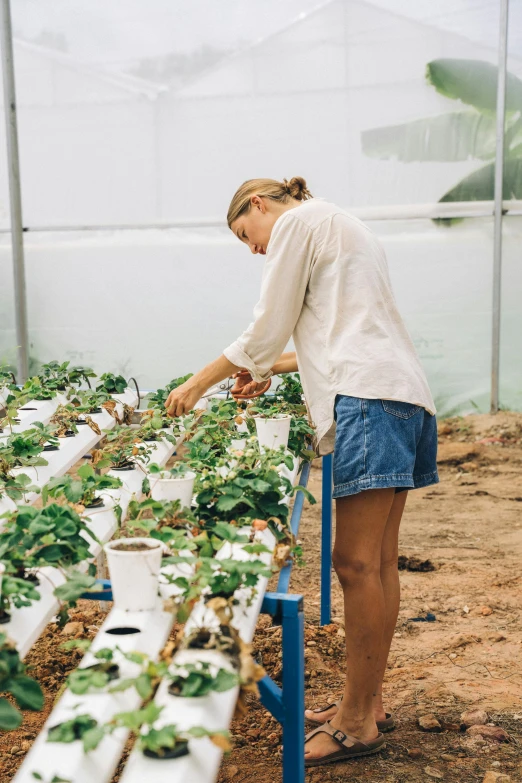 a woman tending to plants in a greenhouse, strawberry fields forever, sydney hanson, low quality photo, ben watts