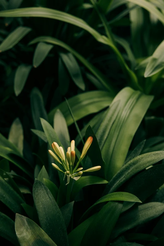 a close up of a plant with green leaves, inspired by Elsa Bleda, unsplash, lily flowers, atmospheric warm colorgrade, a high angle shot, multiple stories