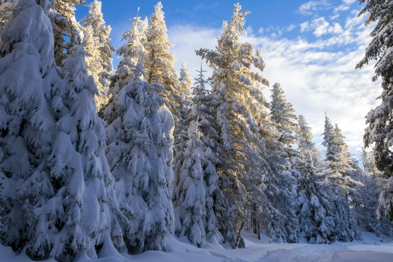 a forest filled with lots of snow covered trees, profile image, fan favorite, fir trees, sunny day