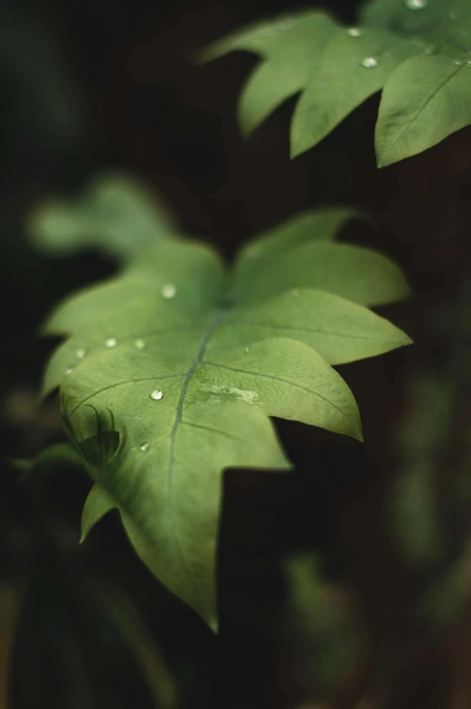 a close up of a leaf with water droplets on it, trending on pexels, paul barson, lush forest foliage, multiple stories, cinematic image